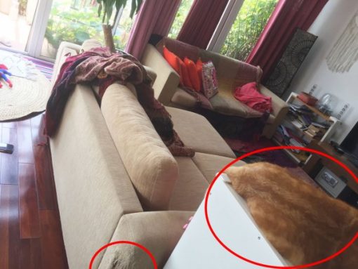 Phần ghế sofa bị mèo cào rách