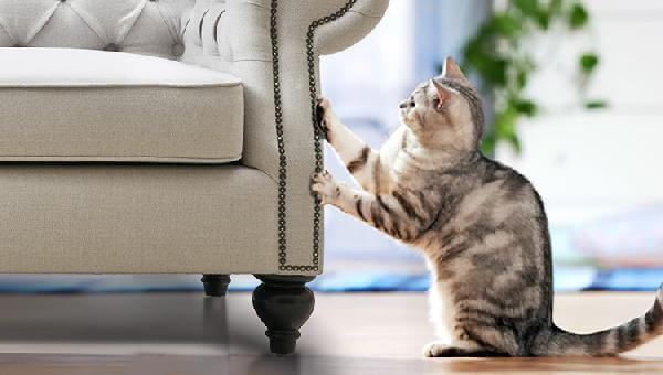 làm sao để mèo không cào ghế sofa