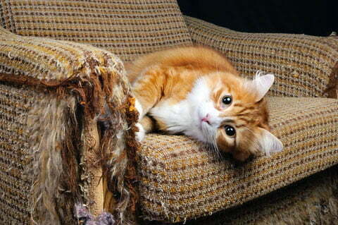 Mèo thường cào ghế sofa có vải sợi to