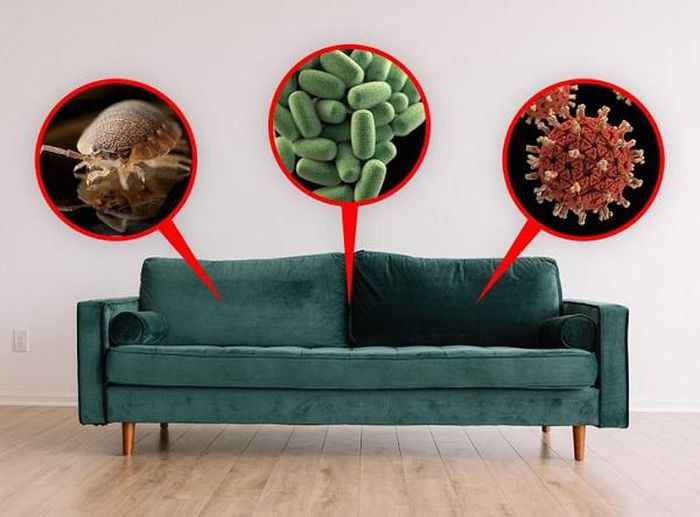 Những vi khuẩn trụ ngụ làm tổ trên ghế sofa